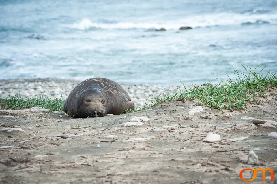 Northern Elephant Seals at Año Nuevo State Park