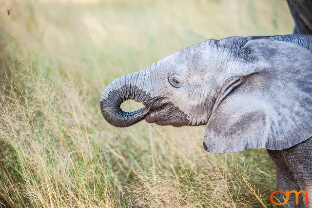 African Elephants: Okavango Delta