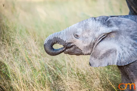 African Elephants: Okavango Delta