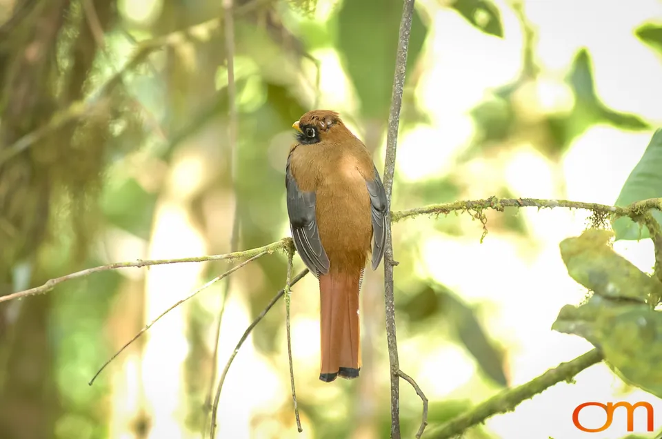 Masked Trogon