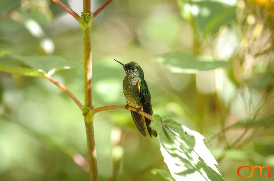 Buff-tailed Coronet