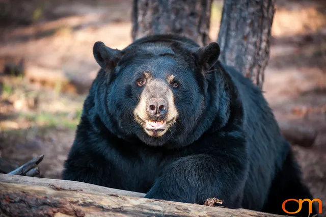 American Black Bears at Bearizona Wildlife Park