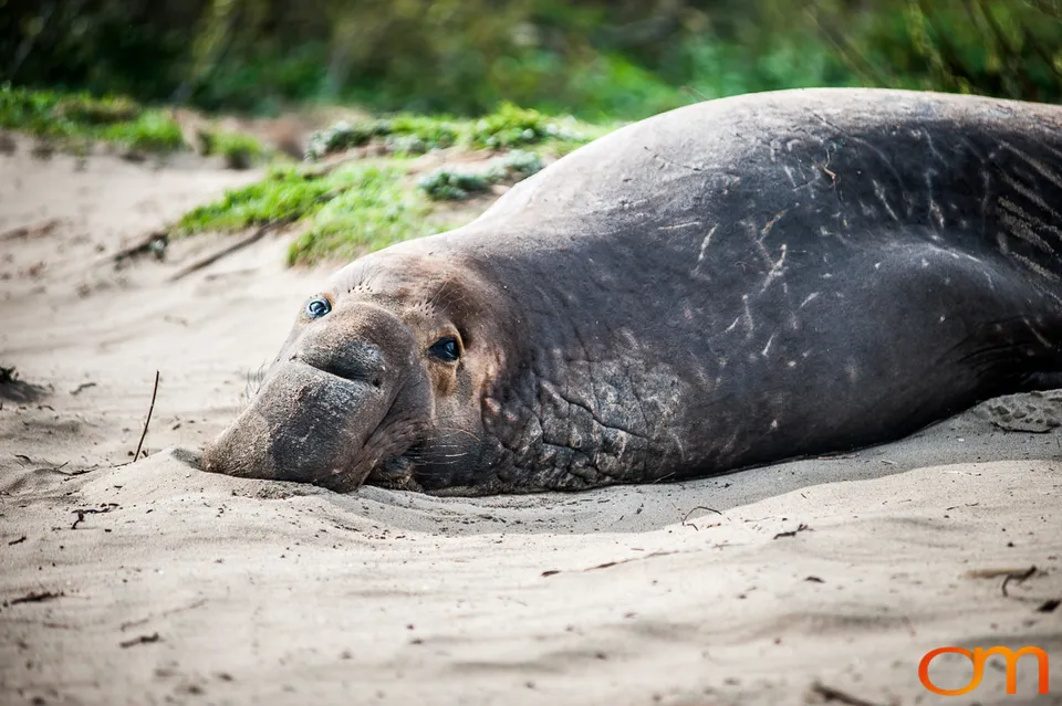 Northern Elephant Seals at Año Nuevo State Park