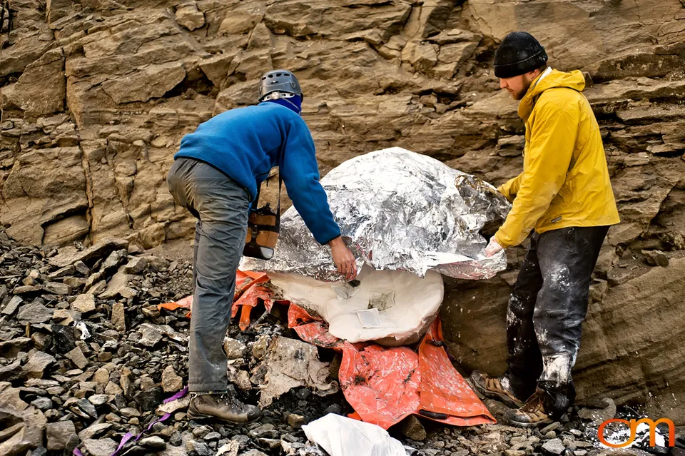 Pliocene Right Whale Fossil from Tjörnes, Iceland