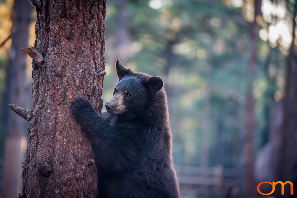 American Black Bears at Bearizona Wildlife Park