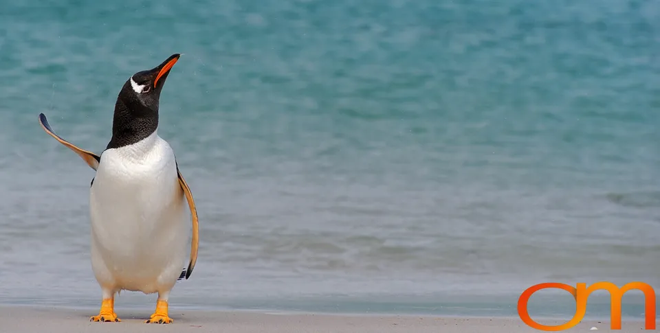Gentoo Penguins