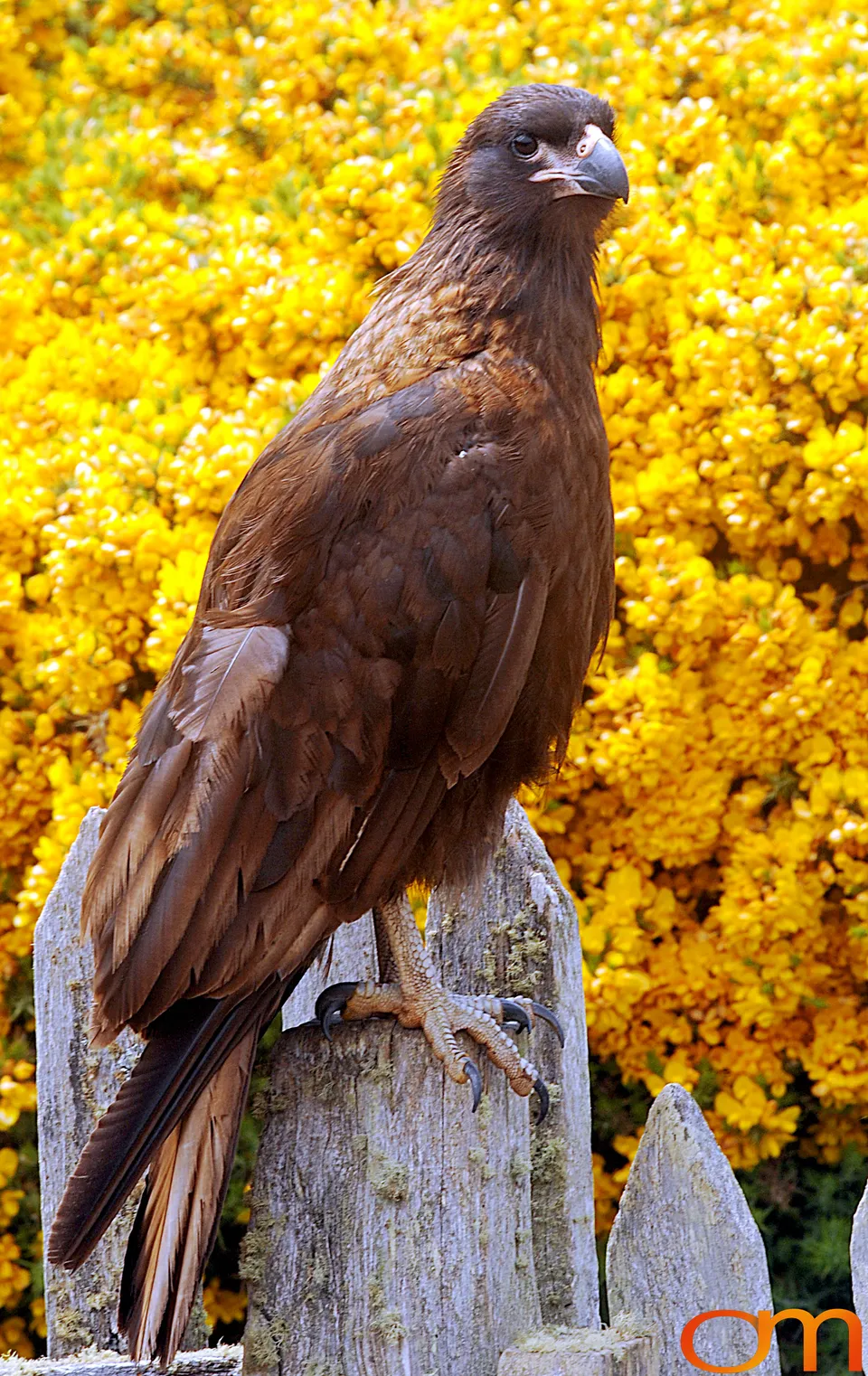 Striated Caracaras