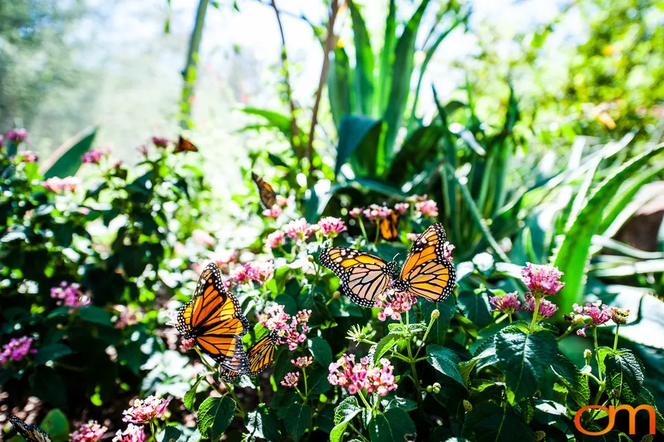 Butterflies and Moths at Butterfly Wonderland