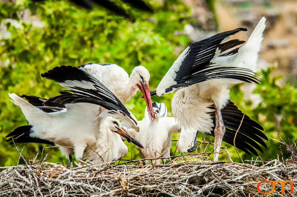 White Storks Nesting in Selçuk