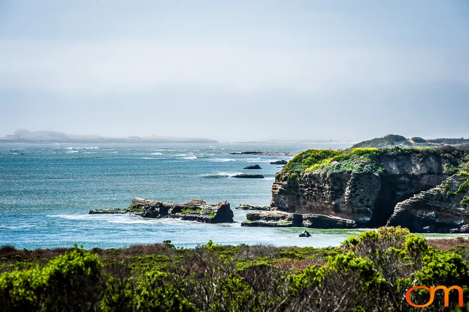 Northern Elephant Seals at Año Nuevo State Park