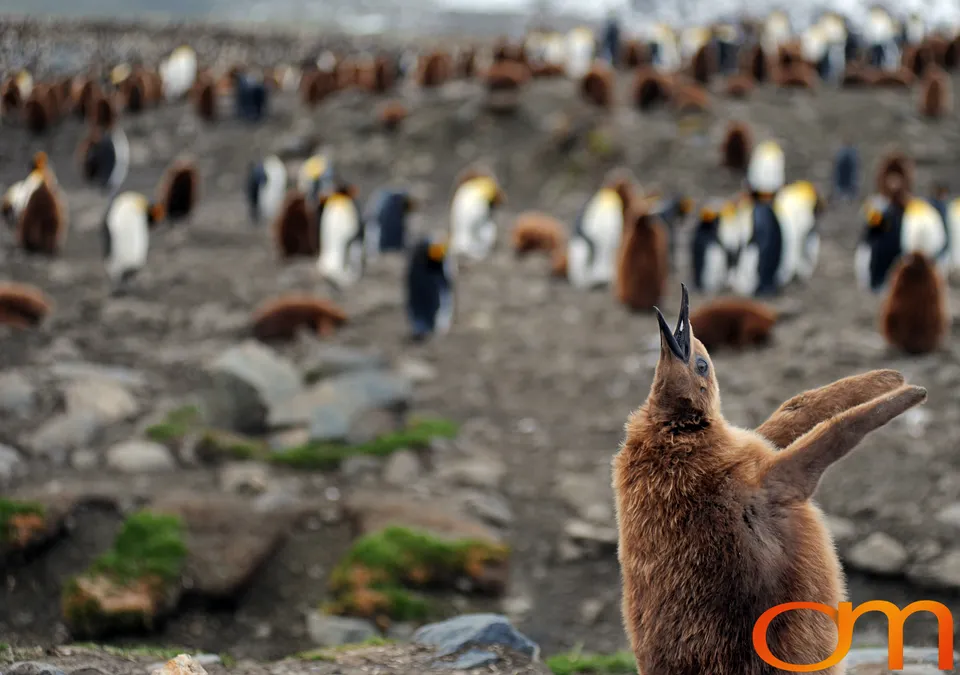 King Penguins