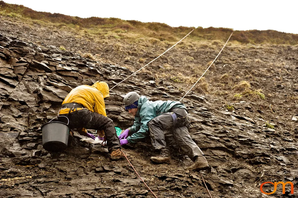 Pliocene Right Whale Fossil from Tjörnes, Iceland