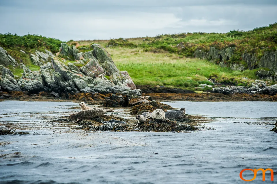 Great Islay Swim