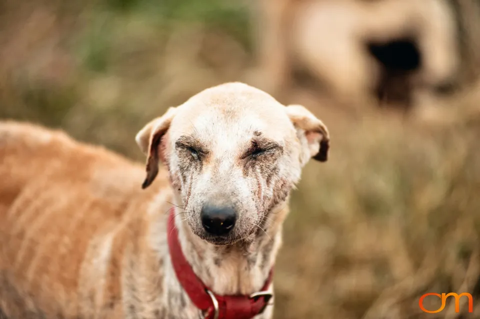 Kolkata Street Dogs: Community Care and the Indian Native Dog