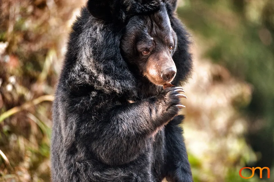 Darjeeling: Tea Landscapes and Himalayan Wildlife