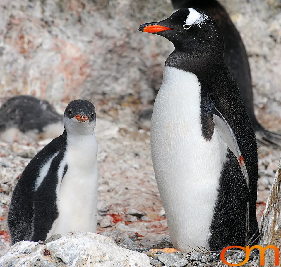 Gentoo Penguins