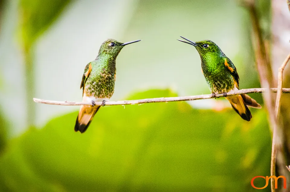 Buff-tailed Coronet