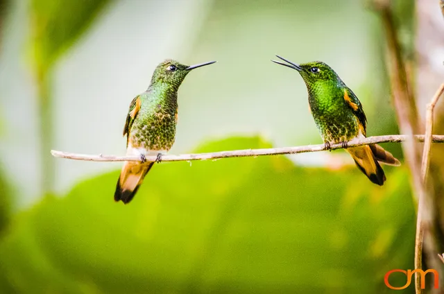 Buff-tailed Coronet
