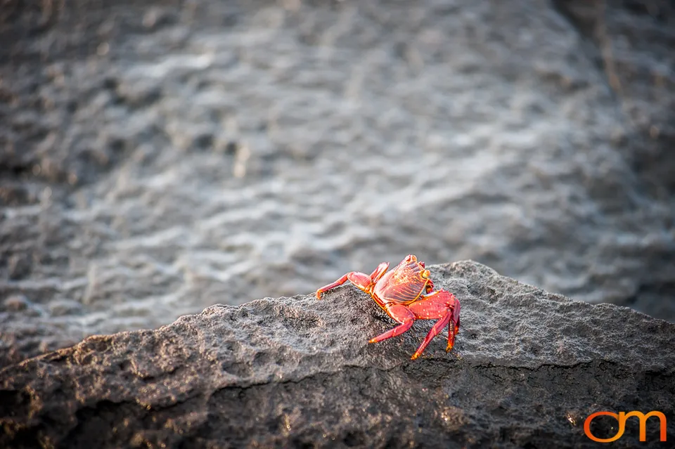 Sally Lightfoot Crabs of the Galápagos