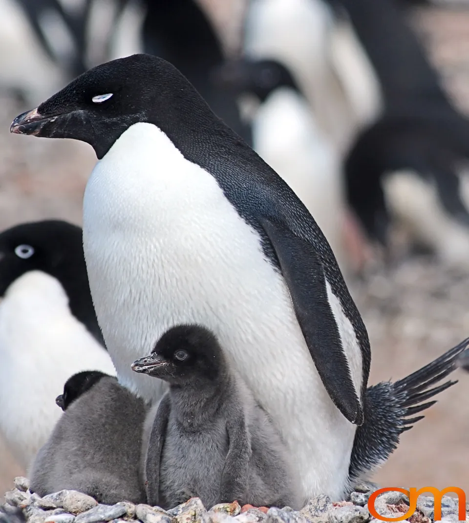 Adélie Penguins