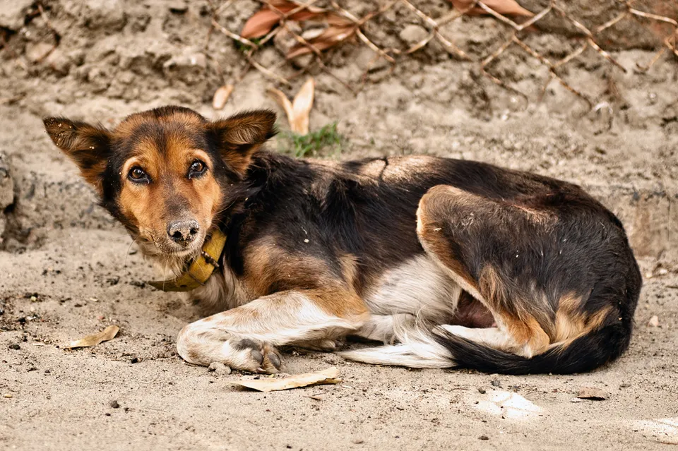Kolkata Street Dogs: Community Care and the Indian Native Dog