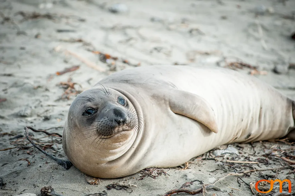 Northern Elephant Seals at Año Nuevo State Park