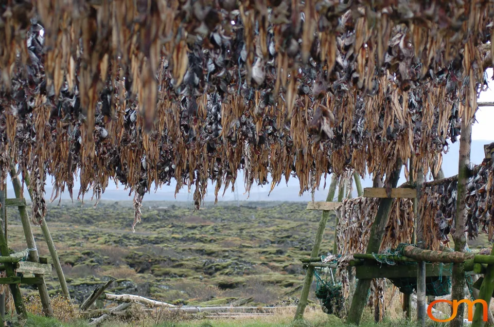 Outdoor Drying of Fish Heads in Iceland
