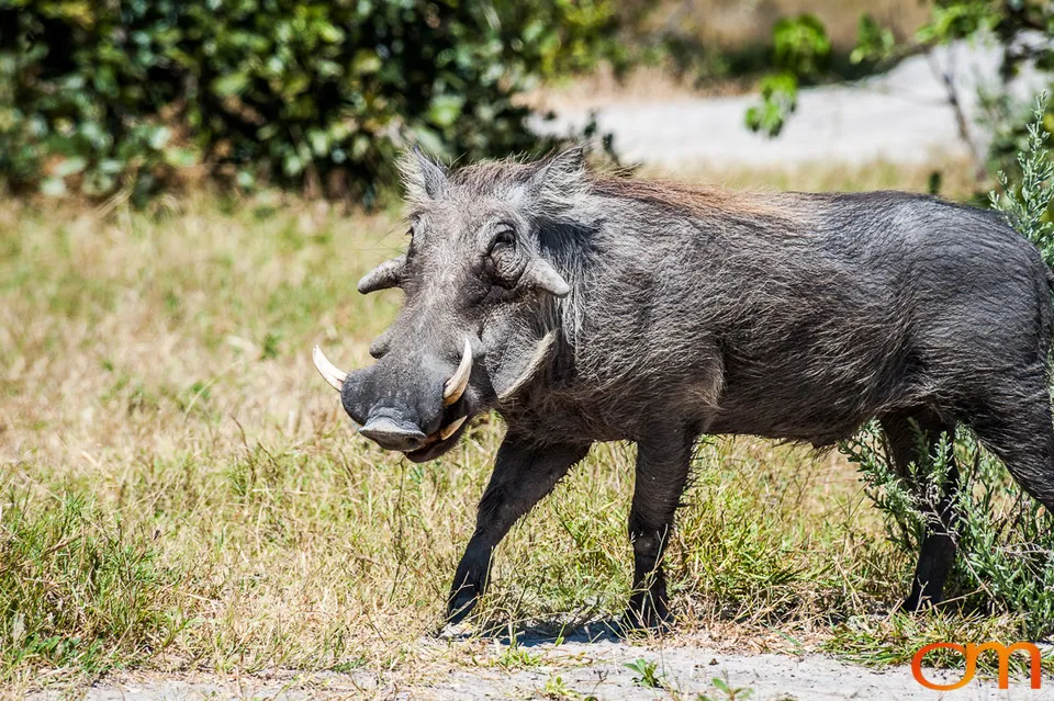 Okavango Delta, Botswana