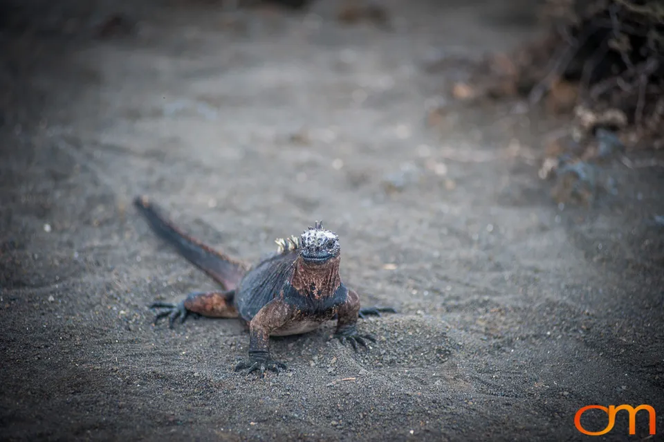 Galápagos Marine Iguana