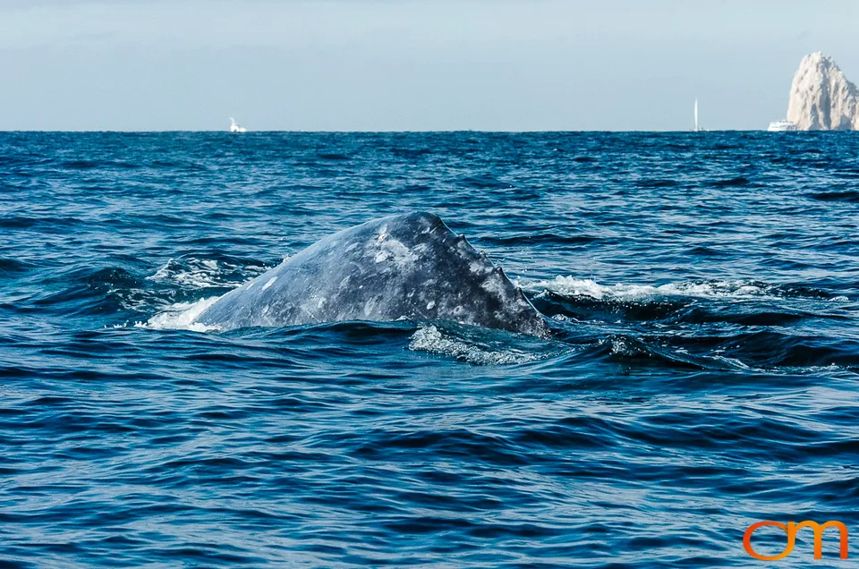 Cabo San Lucas: Marine Wildlife at Land’s End