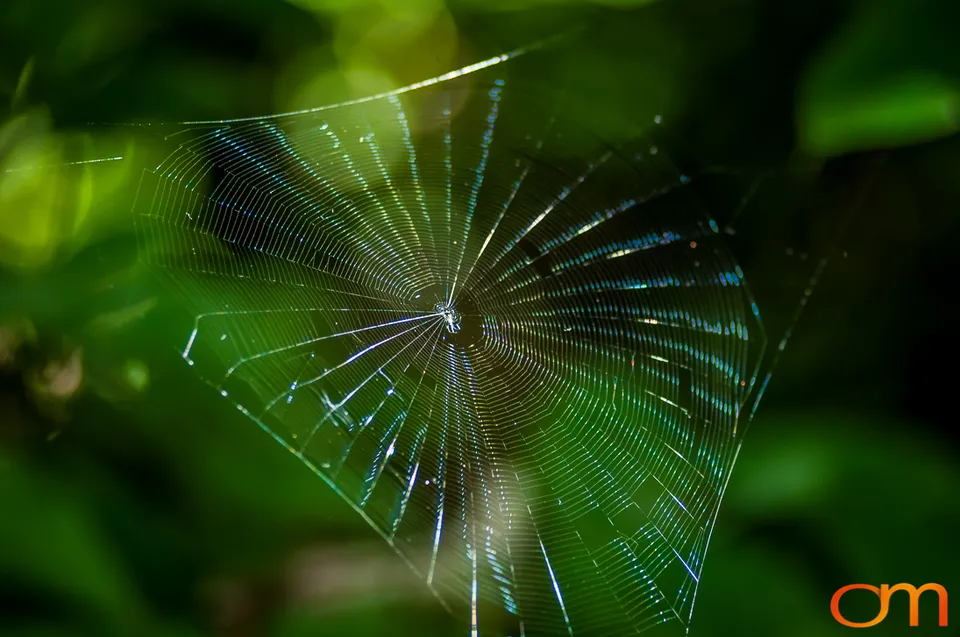 Puerto Rico: History and Biodiversity