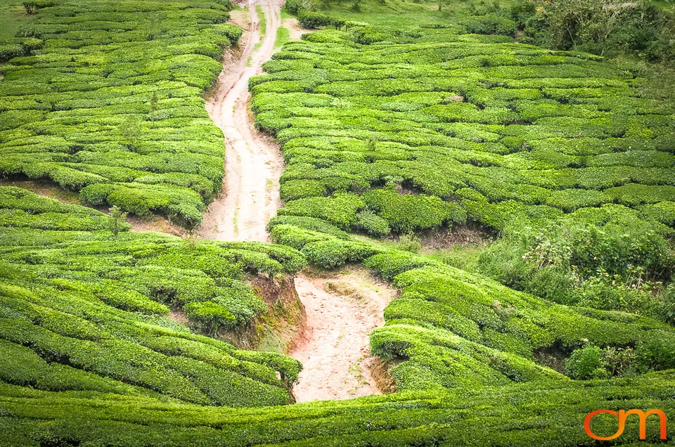 Tea Harvesting in Munnar
