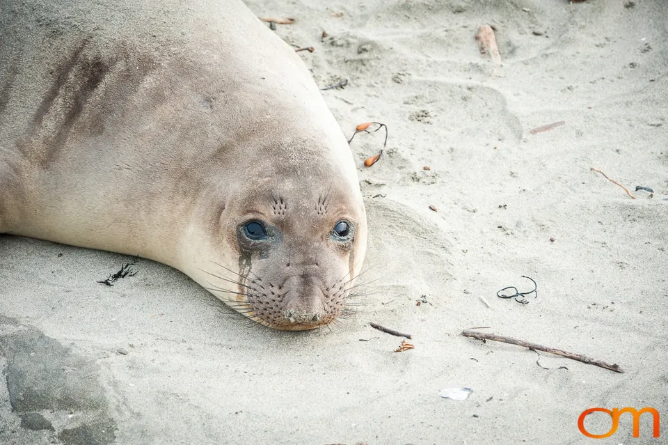 Northern Elephant Seals at Año Nuevo State Park