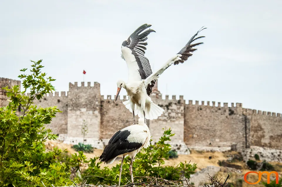 White Storks Nesting in Selçuk