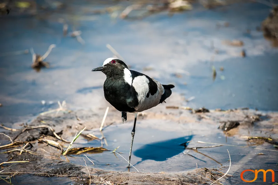 Okavango Delta, Botswana