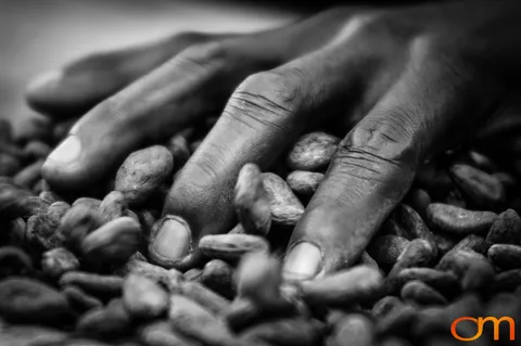 Ghana: Cocoa Plantations