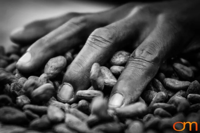 Ghana: Cocoa Plantations