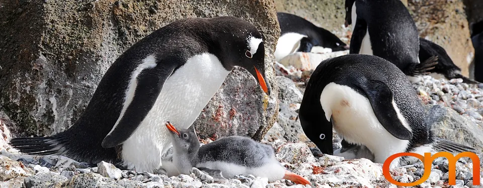 Gentoo Penguins