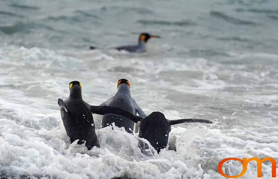 King Penguins