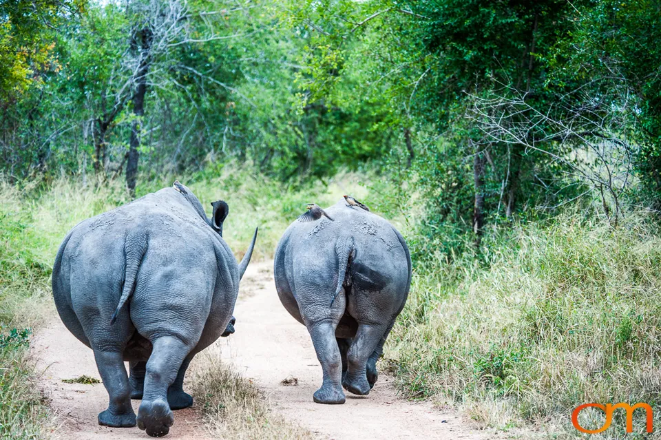 Sabi Sand Game Reserve
