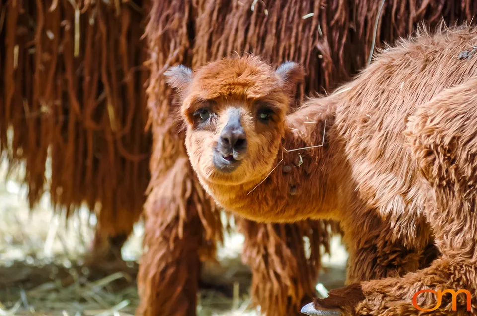 Peru’s Llamas, Alpacas, Guanacos and Vicuñas