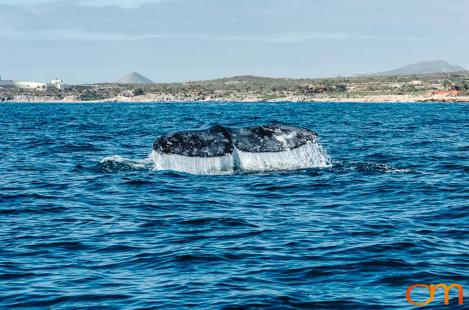 Cabo San Lucas: Marine Wildlife at Land’s End