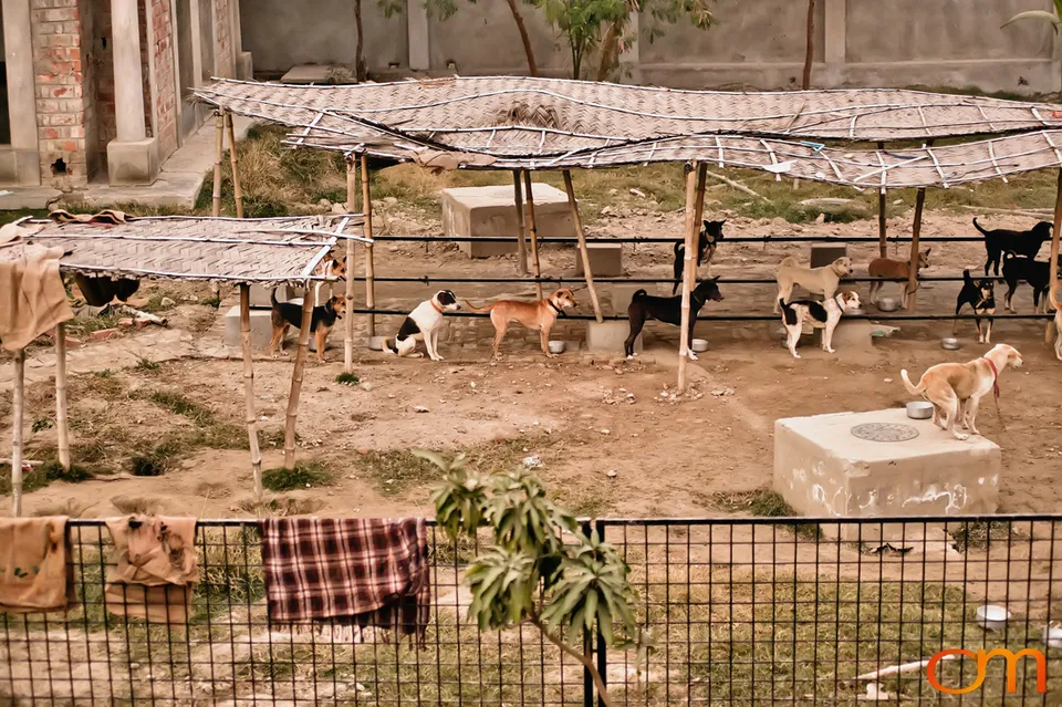 Kolkata Street Dogs: Community Care and the Indian Native Dog