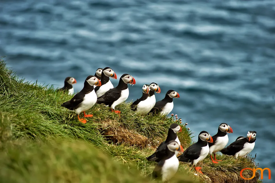 Atlantic Puffins at Látrabjarg