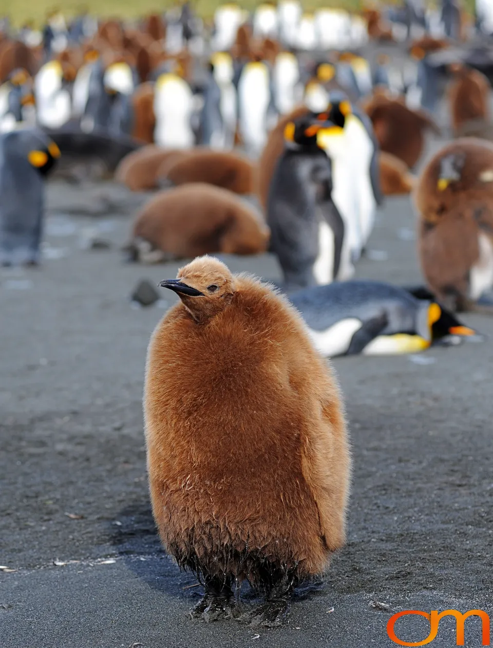 King Penguins