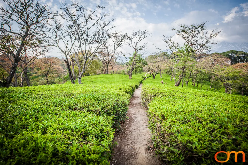 Dharamshala: Tea Fields