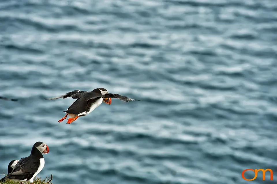 Atlantic Puffins at Látrabjarg