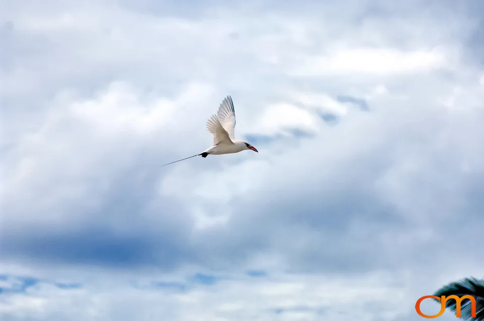 Red-tailed Tropicbirds of Aitutaki