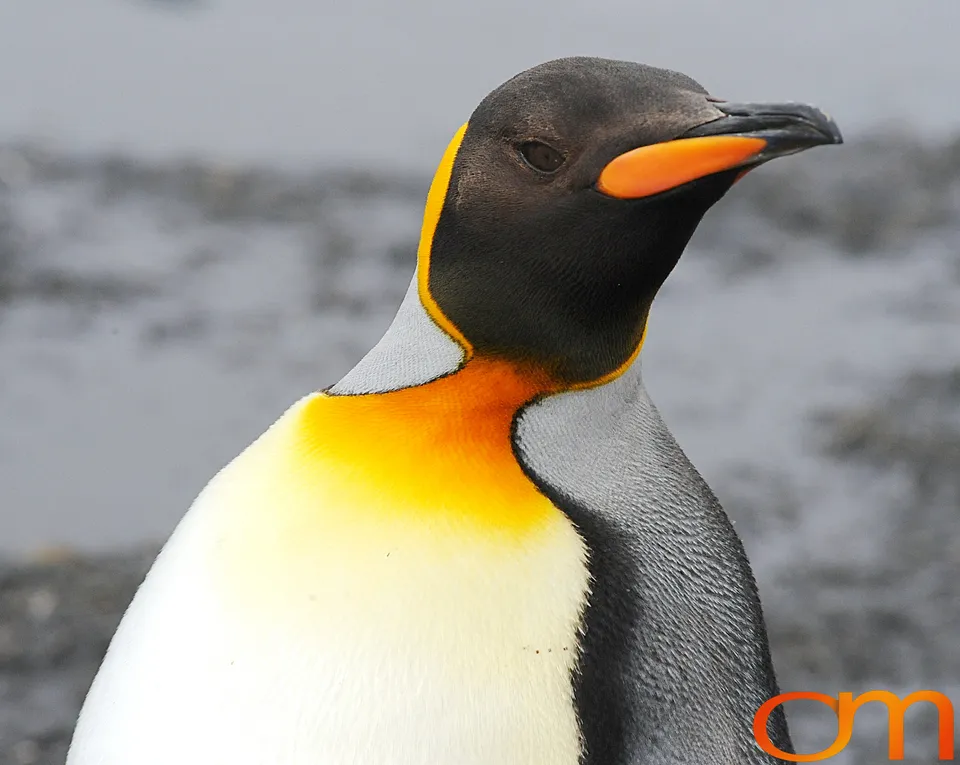 King Penguins