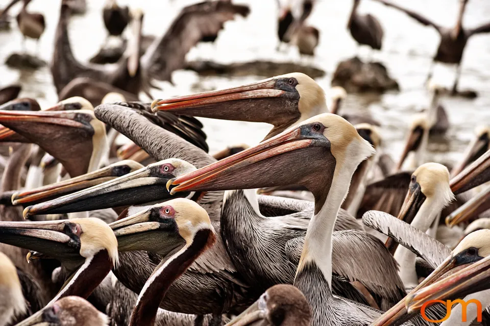 Florida Waterbirds: Brown Pelicans, White Ibises, and Egrets